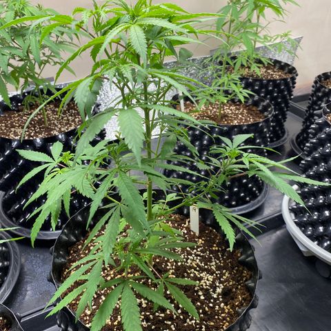 Unknown strain growlog timeline photo