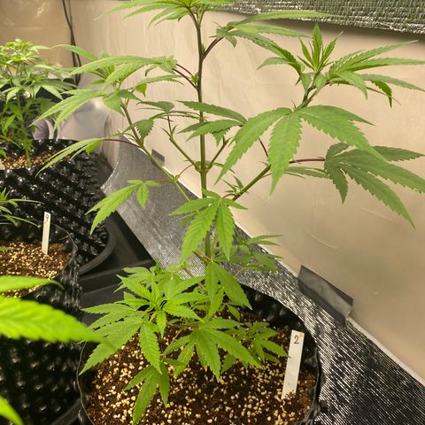 Unknown strain growlog timeline photo