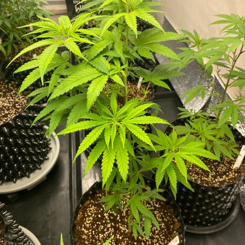 Unknown strain growlog timeline photo