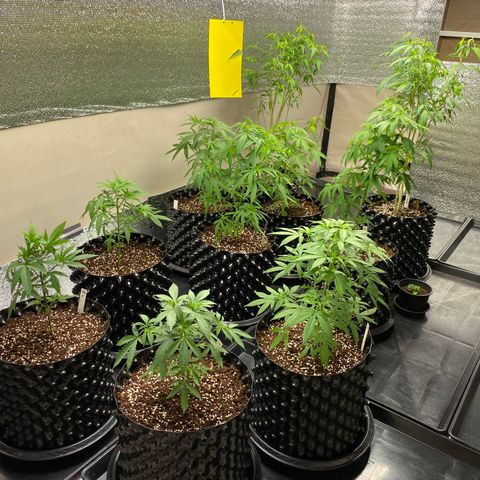 Unknown strain growlog photo: เปลี่ยนกระถาง 8 ต้น
