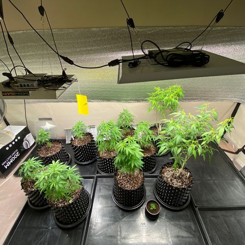 Unknown strain growlog photo: เปลี่ยนกระถาง 8 ต้น