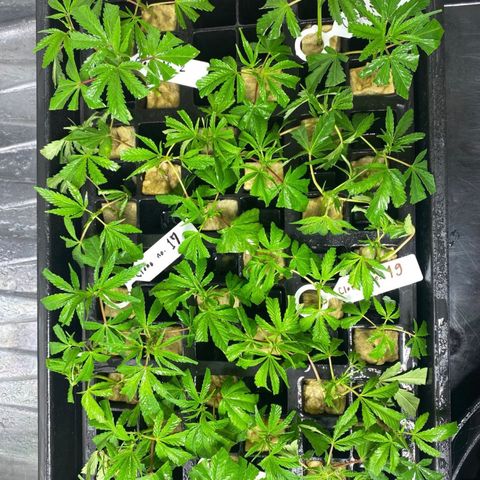 Unknown strain growlog timeline photo
