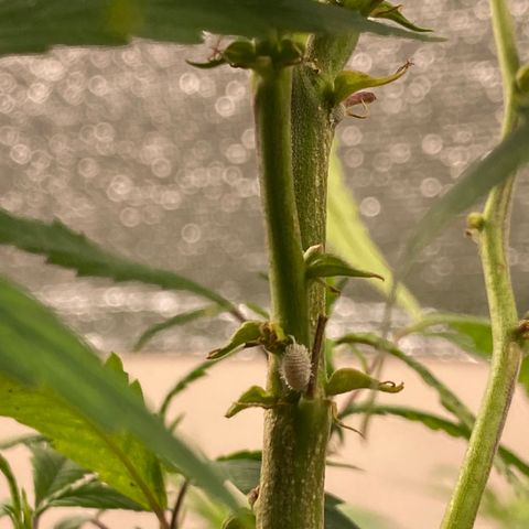 Unknown strain growlog photo: - ย้ายแม่2 ไประเบียง(ป่วย)
- โคลนลงกระถาง M2=2,No.13=2
- ปรับไฟสูงขึ้น(ต้นไม่สูงเพราะไฟพอ)