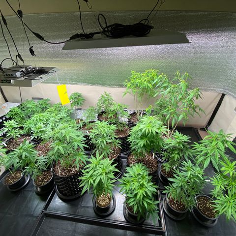 Unknown strain growlog photo: เปลี่ยนกระถาง 8 ต้น