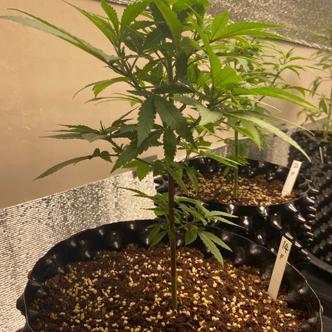 Unknown strain growlog timeline photo