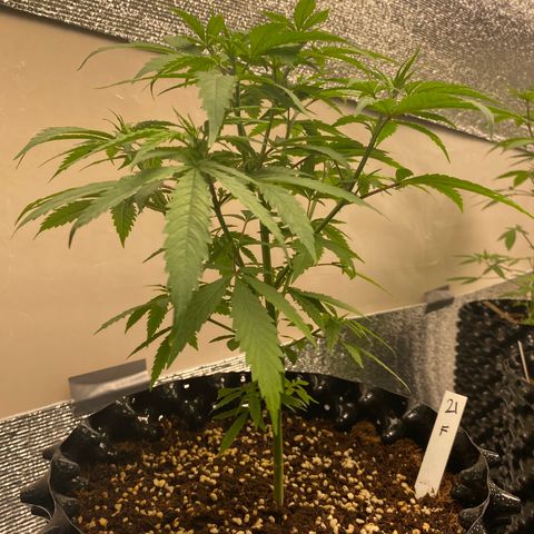Unknown strain growlog timeline photo