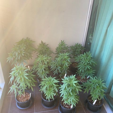 Unknown strain growlog timeline photo
