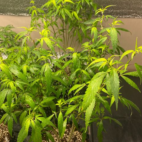 Unknown strain growlog timeline photo
