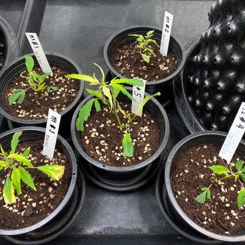 Unknown strain growlog timeline photo