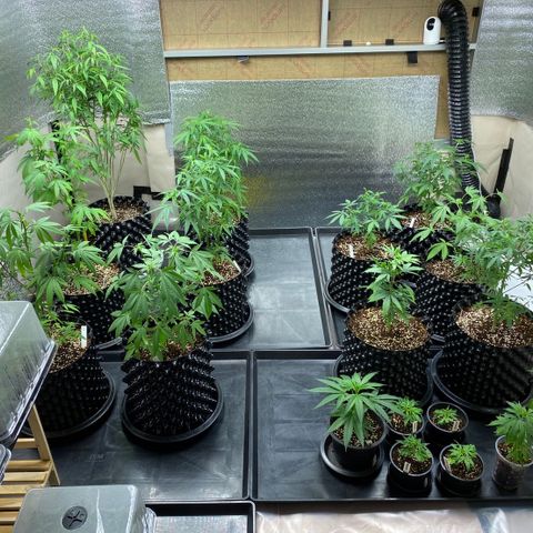 Unknown strain growlog timeline photo