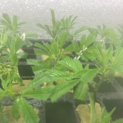 Unknown strain growlog timeline photo