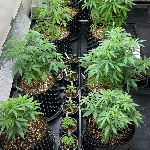 Unknown strain growlog timeline photo