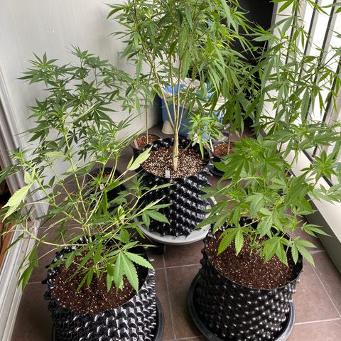 Unknown strain growlog timeline photo