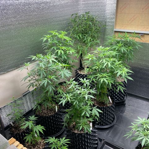 Unknown strain growlog timeline photo