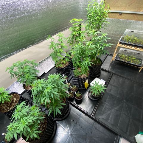 Unknown strain growlog timeline photo