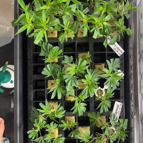 Unknown strain growlog timeline photo