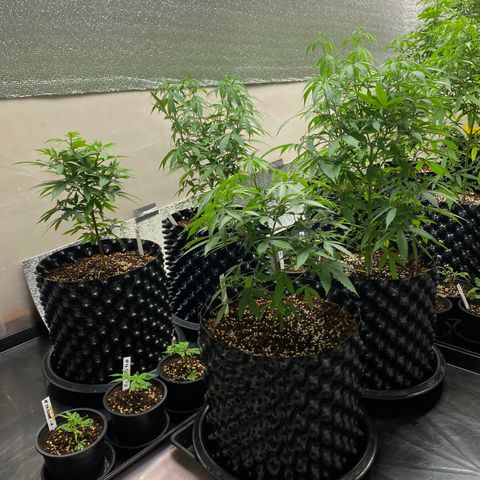 Unknown strain growlog timeline photo