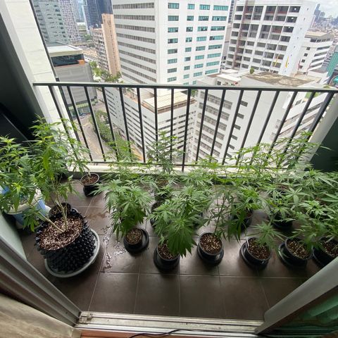 Unknown strain growlog timeline photo