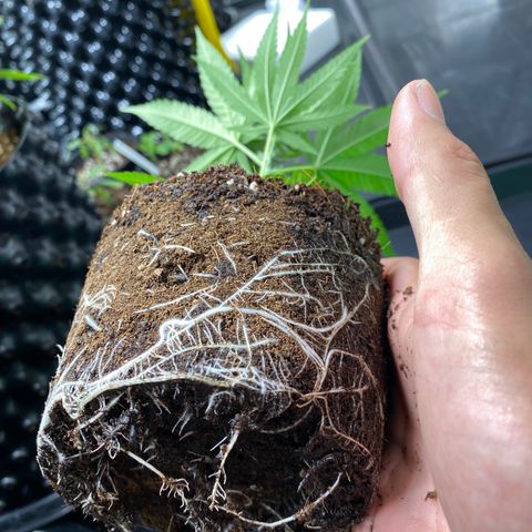 Unknown strain growlog timeline photo