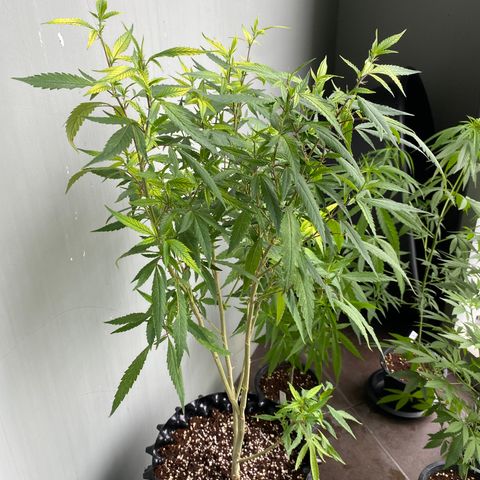 Unknown strain growlog timeline photo
