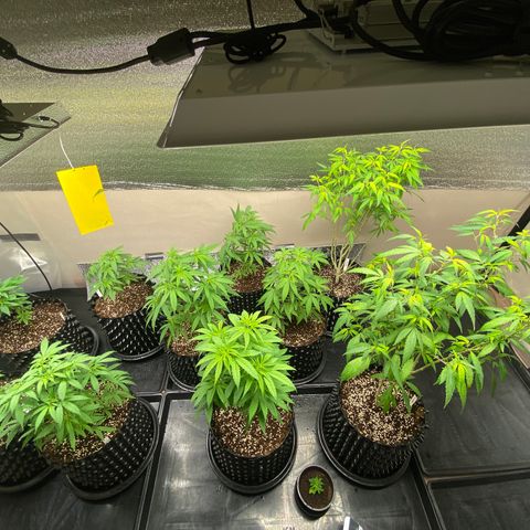Unknown strain growlog timeline photo
