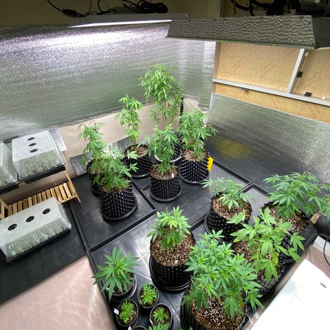 Unknown strain growlog timeline photo