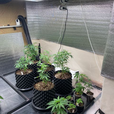 Unknown strain growlog timeline photo