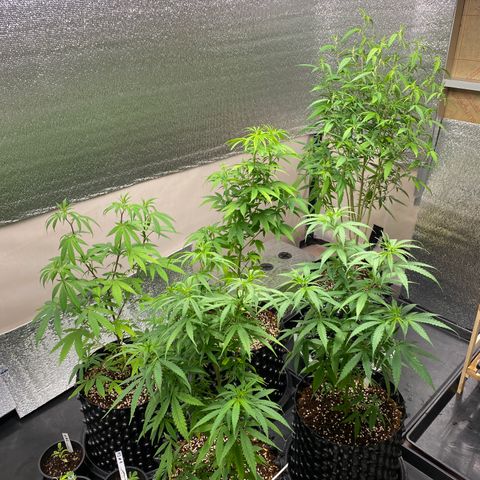 Unknown strain growlog timeline photo