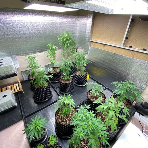 Unknown strain growlog timeline photo