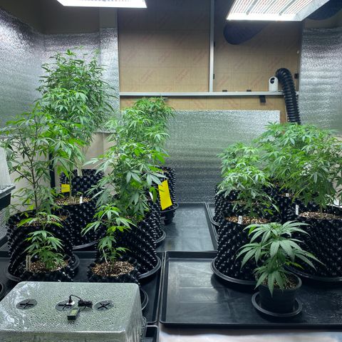 Unknown strain growlog timeline photo
