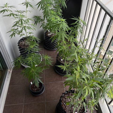 Unknown strain growlog timeline photo