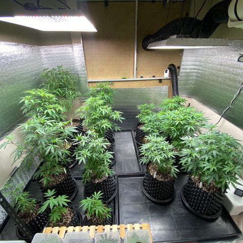 Unknown strain growlog timeline photo