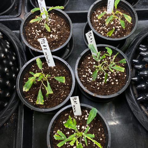 Unknown strain growlog timeline photo