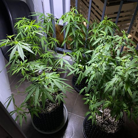 Unknown strain growlog timeline photo