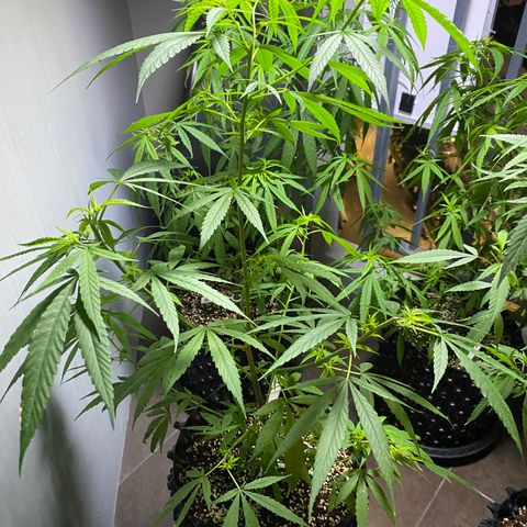 Unknown strain growlog timeline photo