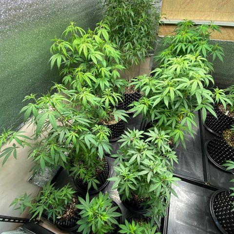 Unknown strain growlog timeline photo