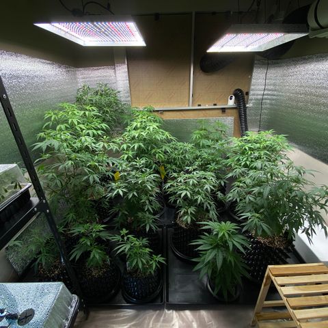 Unknown strain growlog timeline photo