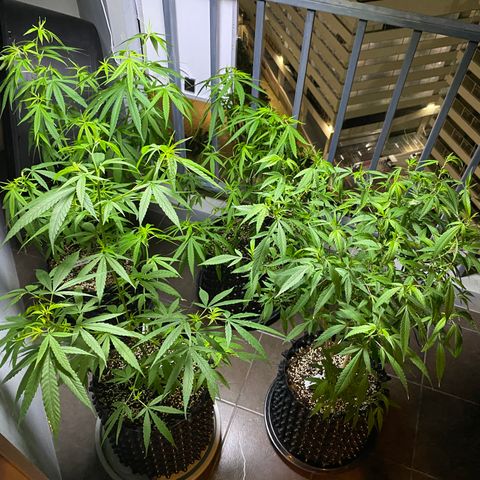 Unknown strain growlog timeline photo