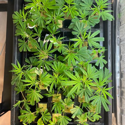 Unknown strain growlog timeline photo