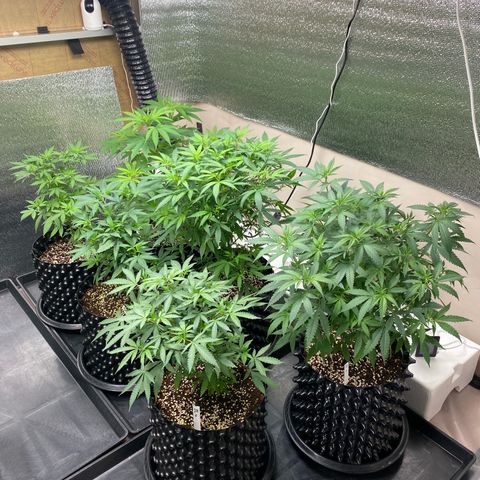 Unknown strain growlog timeline photo
