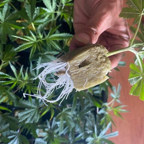 Unknown strain growlog timeline photo