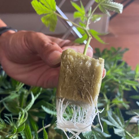 Unknown strain growlog timeline photo