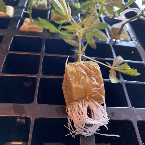 Unknown strain growlog timeline photo