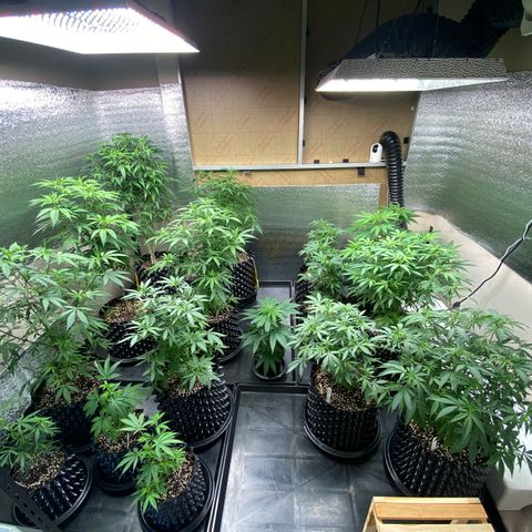 Unknown strain growlog timeline photo