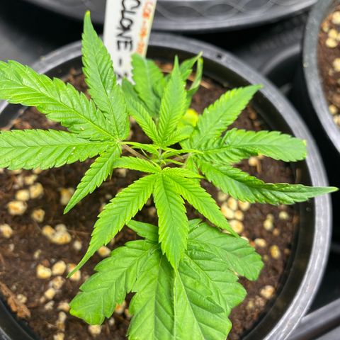 Unknown strain growlog timeline photo