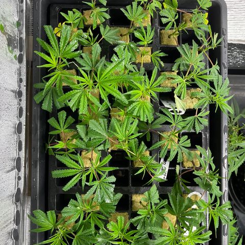 Unknown strain growlog timeline photo