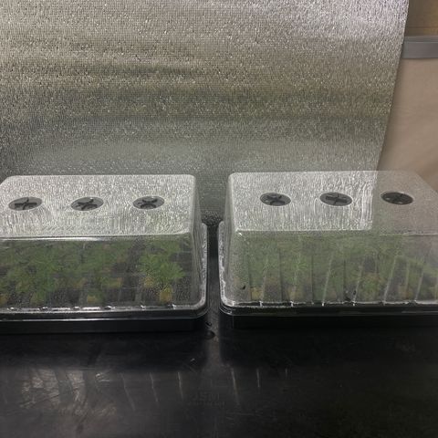 Unknown strain growlog timeline photo