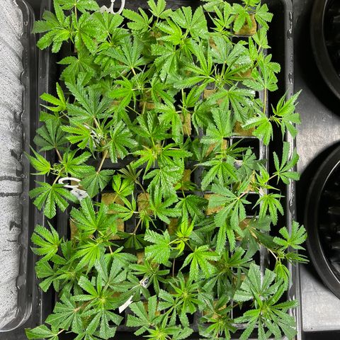 Unknown strain growlog timeline photo