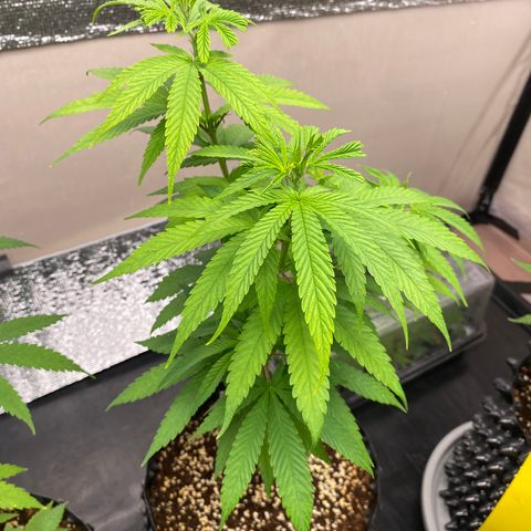Unknown strain growlog timeline photo
