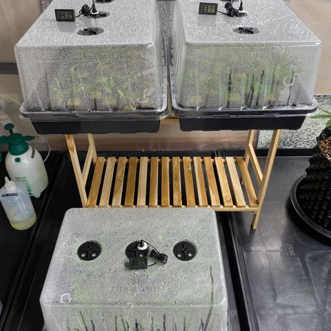 Unknown strain growlog timeline photo